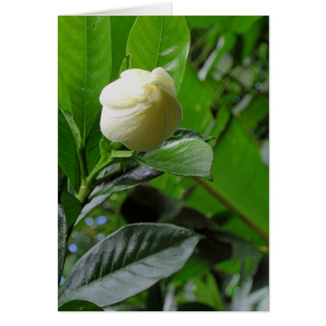 ジャングルのGardenia (正面)