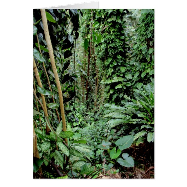 ジャングルへの歓迎 (正面)