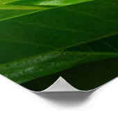 ジャングルガーデニア ポスター (角)