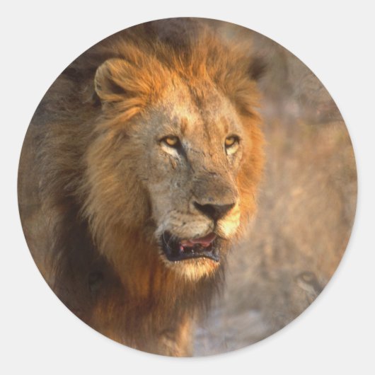 ジャングルステッカーのキング ラウンドシール (正面)