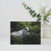 ジャングルストリームリバーランドスケープアマゾン ポストカード (スタンド正面)
