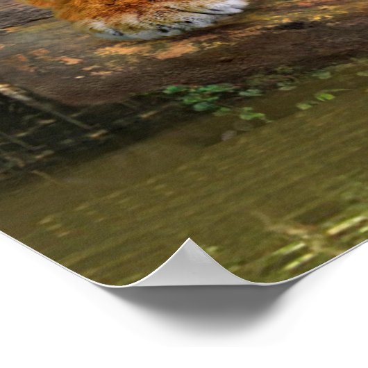 ジャングルタイガー ポスター (角)