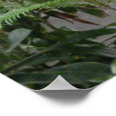 ジャングルダック ポスター (角)