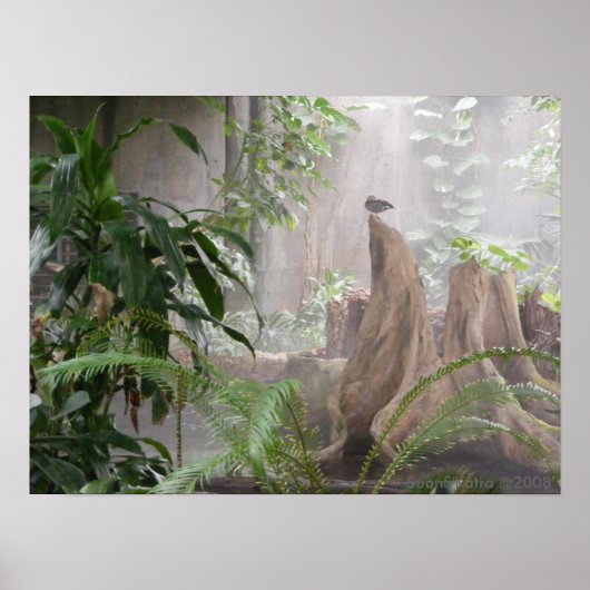 ジャングルダック ポスター (正面)