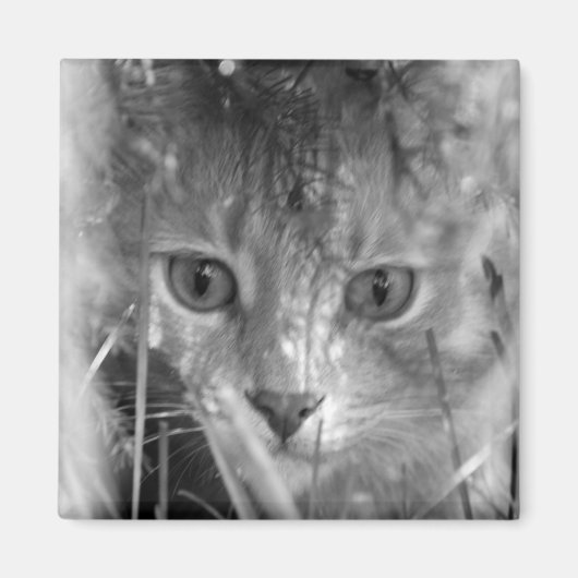 ジャングルレジェンドB&W マグネット (正面)