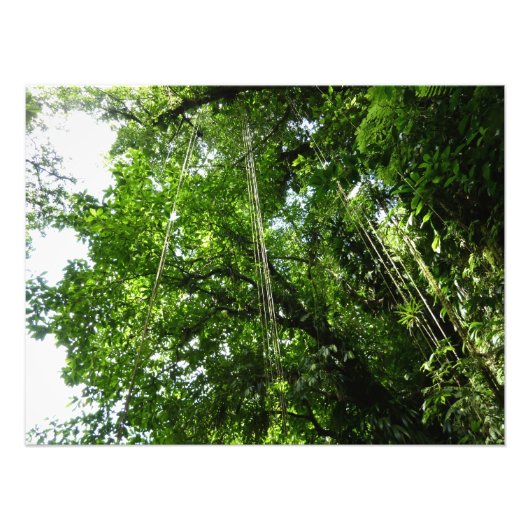 ジャングルロープ雨林写真 フォトプリント            (正面)