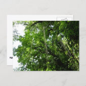 ジャングルロープ雨林写真 ポストカード (正面/裏面)