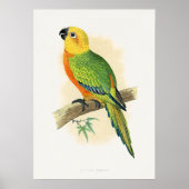 ジャンダヤコンゴハインコ ポスター (正面)