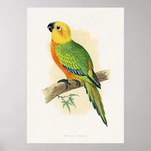 ジャンダヤコンゴハインコ ポスター (正面)