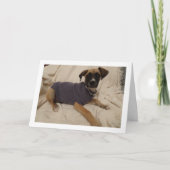 ジャンパー姿の子犬 カード (正面)