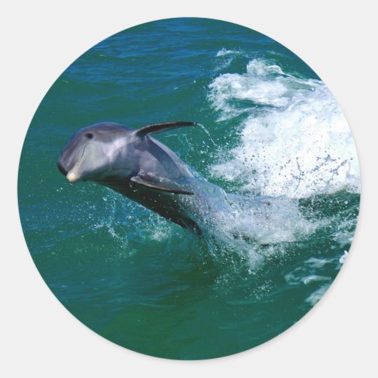 ジャンプと踊りイルカ ラウンドシール (正面)