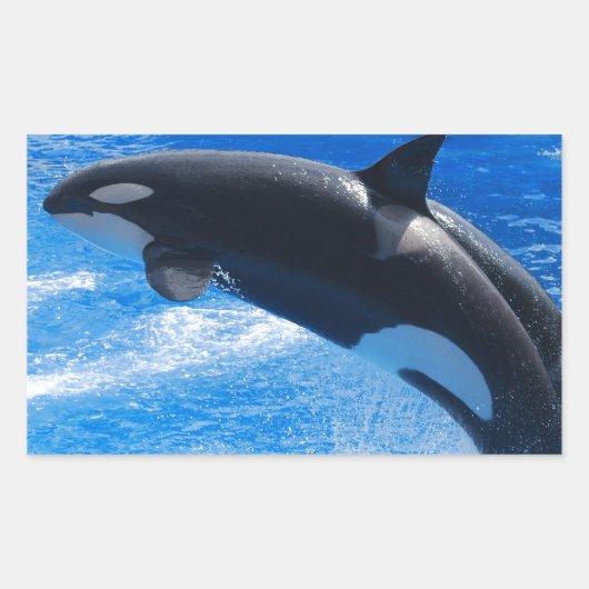ジャンプオルカクジラ 長方形シール (正面)