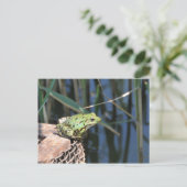 ジャンプ – 湖で緑のカエル ポストカード (スタンド正面)