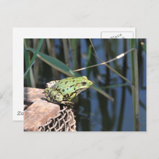 ジャンプ – 湖で緑のカエル ポストカード (正面/裏面)