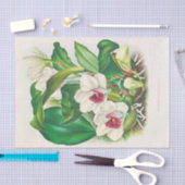 ジャン・リンデン著Bifrenaria Harrisoniae (Orchid) 薄葉紙 (クラフト)