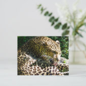 ジャヴァンヒョウのクローズアップ彼らの髪をなめる シーズンポストカード (スタンド正面)