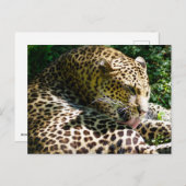 ジャヴァンヒョウのクローズアップ彼らの髪をなめる シーズンポストカード (正面/裏面)