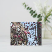 ジャージーの市花 ポストカード (スタンド正面)