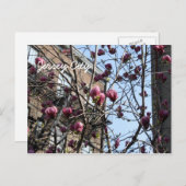 ジャージーの市花 ポストカード (正面/裏面)