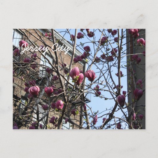 ジャージーの市花 ポストカード (正面)