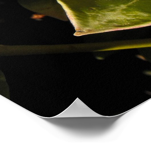 ジャージーの赤い冬の果実 ポスター (角)