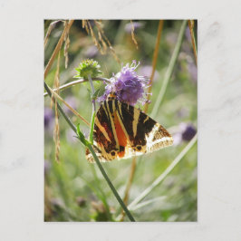 ジャージータイガーモスポストカード ポストカード