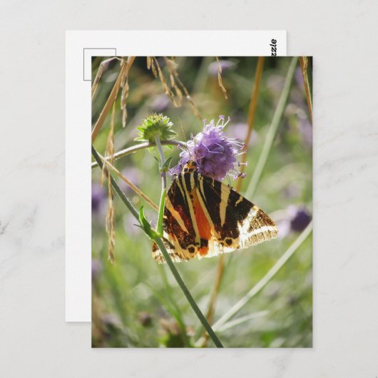 ジャージータイガーモスポストカード ポストカード (正面/裏面)