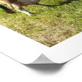 ジャージーチャンネル諸島のジャージー牛 ポスター (角)