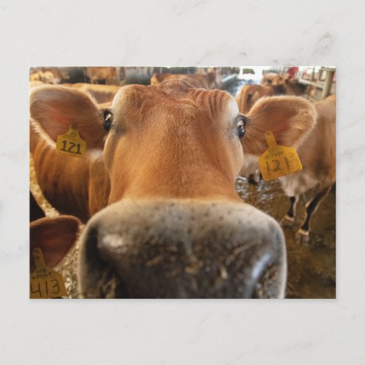 ジャージー乳牛クローズアップ写真はがき ポストカード (正面)