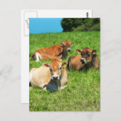 ジャージー3頭の牛 ポストカード (正面/裏面)