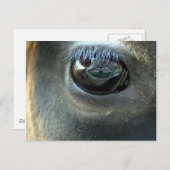 ジャージー・カウアイ ポストカード (正面/裏面)