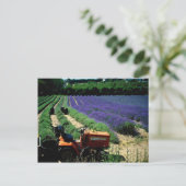 ジャージー・ラベンダー・ファーム、ジャージー・チャネル諸島（英国） ポストカード (スタンド正面)