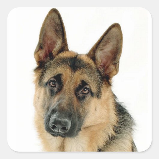 ジャーマンシェパピードドッグステッカー/ラベル スクエアシール (正面)