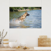 ジャーマンシェパードが水に飛び込む ポスター (キッチン)