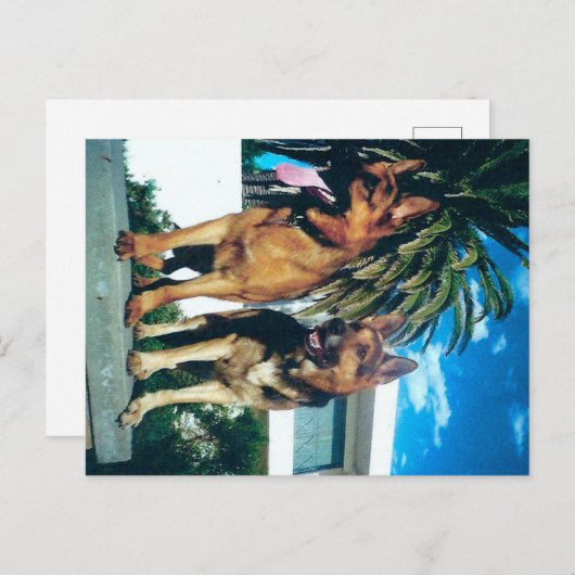 ジャーマンシェパードグループ ポストカード (正面/裏面)