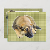 ジャーマンシェパードドッグパピー 招待状 (正面/裏面)