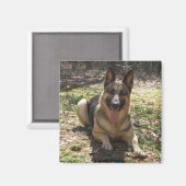 ジャーマンシェパードドッグ写真マグネット マグネット (正面/裏面)