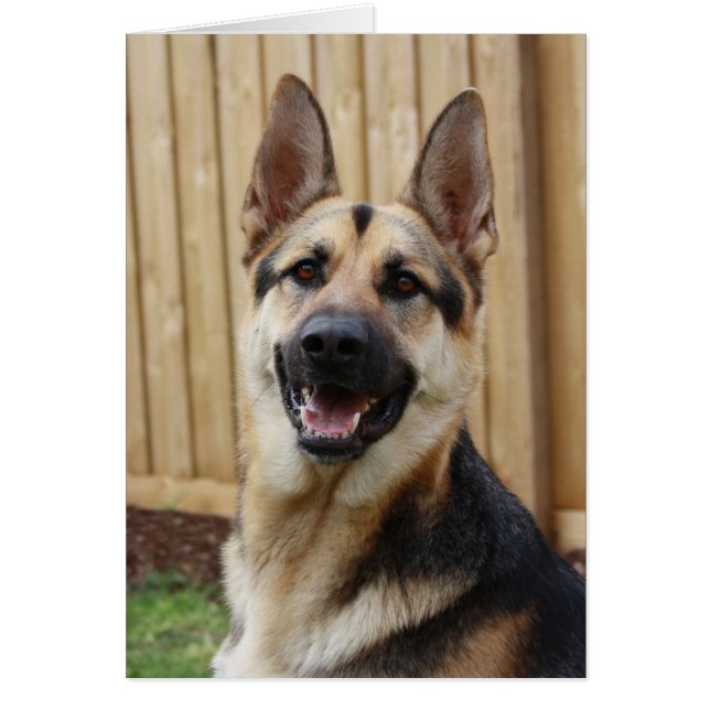 ジャーマンシェパード座 (正面)