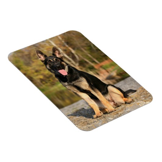 ジャーマンシェパード犬の子犬の磁石 マグネット (右側)