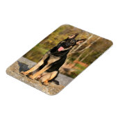 ジャーマンシェパード犬の子犬の磁石 マグネット (左側)