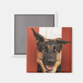 ジャーマンシェパード磁石2 マグネット (正面/裏面)