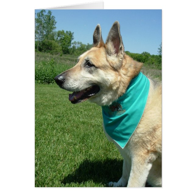 ジャーマンシェパード (正面)