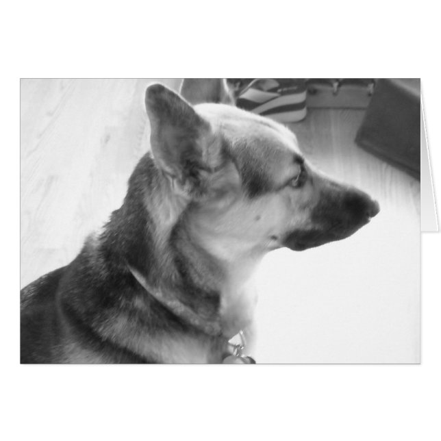 ジャーマンシェパード (正面横)