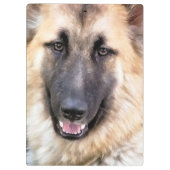 ジャーマンシェパード クリップボード (裏面)