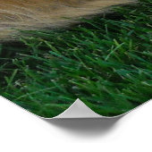 ジャーマンシェパード/ゴールデンレトリバー ポスター (角)