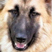 ジャーマンシェパード トランプ