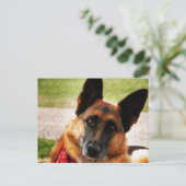 ジャーマンシェパード ポストカード (スタンド正面)