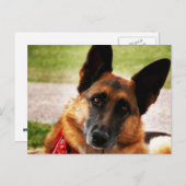 ジャーマンシェパード ポストカード (正面/裏面)