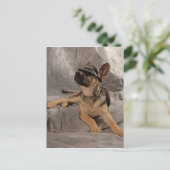 ジャーマンシェパード ポストカード (スタンド正面)