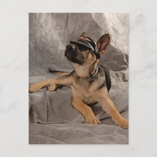 ジャーマンシェパード ポストカード (正面)